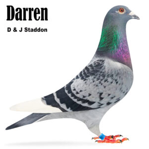 Lot 2: CH/WF Cock Darren - Bred by May Pigeons from Elite Breeders Nieuwe Jul x Pure Speed. Sire of 2/3076 CSCFC Carentan, 6/1646 Nat NFC Sigogne,19/2216 CSCFC Vire