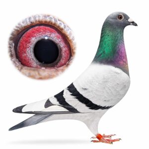Lot 3: B/WF Cock Handsome Miracle - Bred by Staddon Pigeons from our famous Miracle Pair / Miracle Bros line. Sire of 1st Combine 1836b