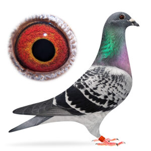 Lot 7: Cheq Cock Maxi B. Co-Breeding Staddon Pigeons & Mark Williamson. From Mad Max II x Lady B