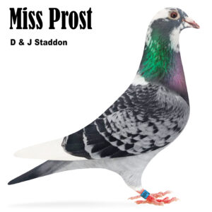 Lot 5: CHPD Hen Miss Prost Bred by Zwols Pigeons. Breeder of 2 x 1st Combine 2nd Open BBC, 2nd Open CSCFC, 3rd Open NFC and 7th Open CSCFC. Superstar.