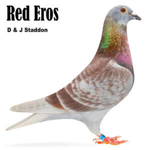 Lot 6: Red Cheq Cock Red Eros Bred by Staddon Pigeons, from the best lines of Arjan Beens & Frank Zwiers.